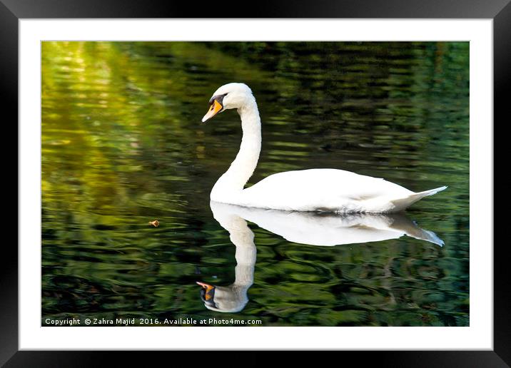 A Swan in Manor Park Kent Framed Mounted Print by Zahra Majid