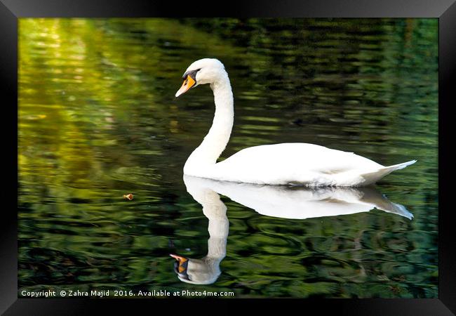 A Swan in Manor Park Kent Framed Print by Zahra Majid