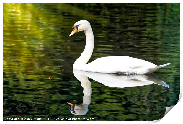 A Swan in Manor Park Kent Print by Zahra Majid