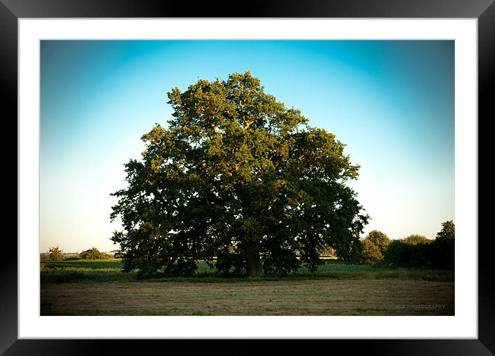 Tree Framed Mounted Print by Nigel Coomber
