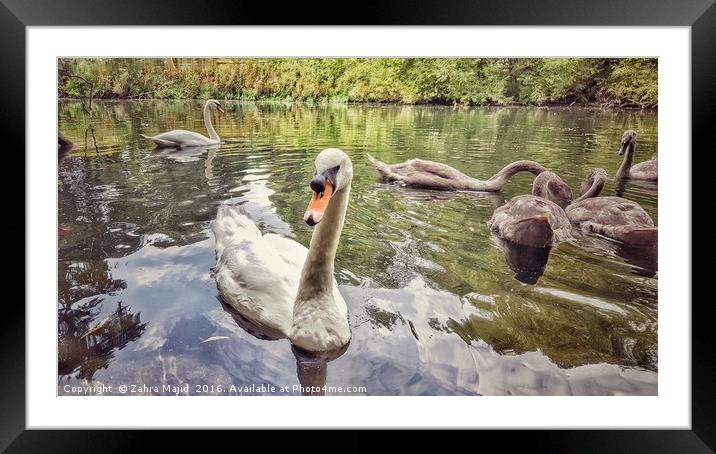Swan and her Friends at Manor Park in West Malling Framed Mounted Print by Zahra Majid