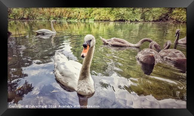 Swan and her Friends at Manor Park in West Malling Framed Print by Zahra Majid