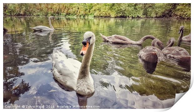 Swan and her Friends at Manor Park in West Malling Print by Zahra Majid