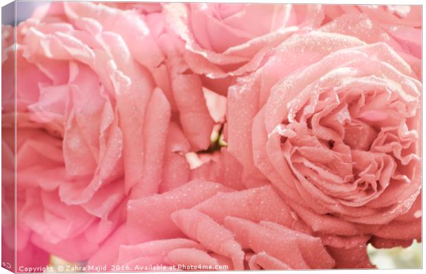 Dewy Pink Roses Canvas Print by Zahra Majid