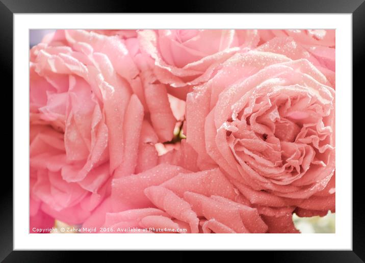Dewy Pink Roses Framed Mounted Print by Zahra Majid