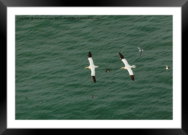 FLYING ABOVE ALL OTHERS Framed Mounted Print by andrew saxton