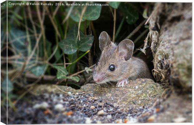 mouse Canvas Print by Kelvin Rumsby