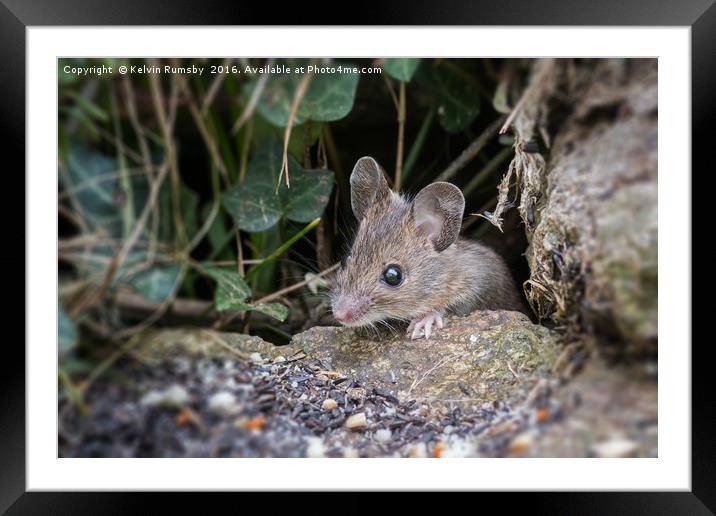 mouse Framed Mounted Print by Kelvin Rumsby