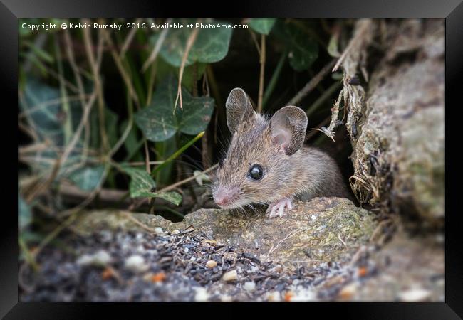 mouse Framed Print by Kelvin Rumsby