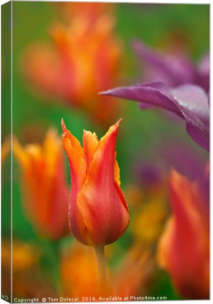 Orange Tulip Canvas Print by Tom Dolezal