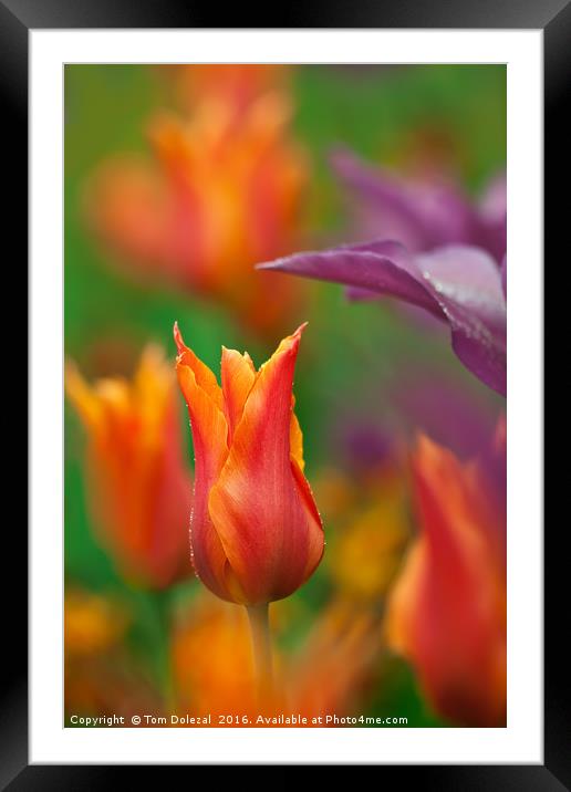 Orange Tulip Framed Mounted Print by Tom Dolezal