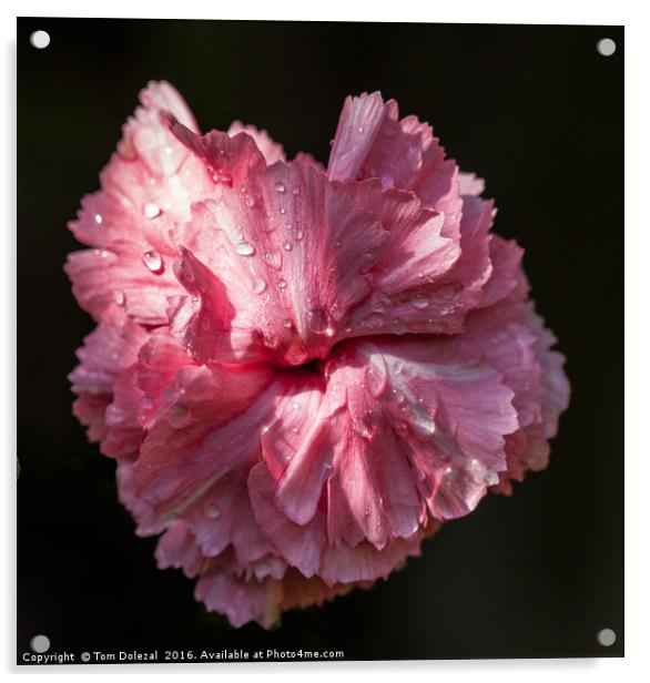Sunlit Carnation Acrylic by Tom Dolezal