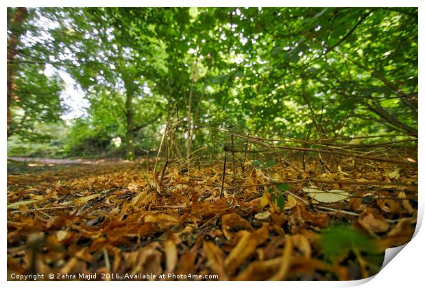 Crisp Leaves in Manor Park Print by Zahra Majid