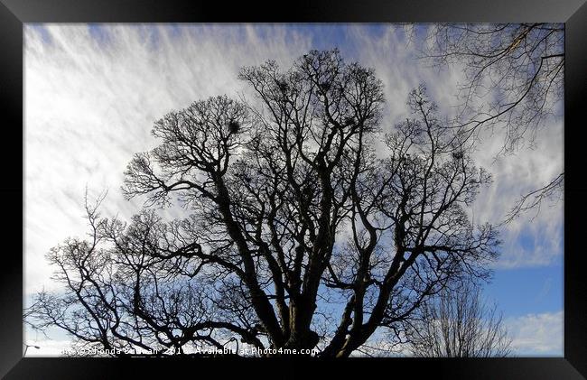 Tree Silhouette Framed Print by Rhonda Surman