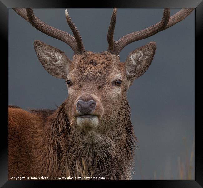 Highland stag eye to eye Framed Print by Tom Dolezal