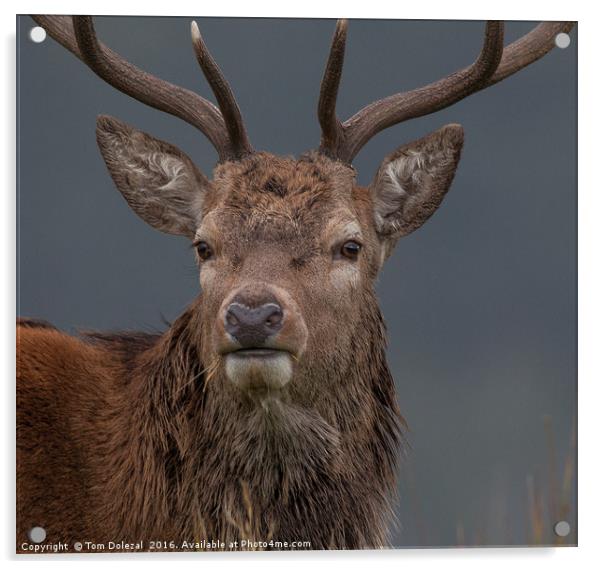 Highland stag eye to eye Acrylic by Tom Dolezal