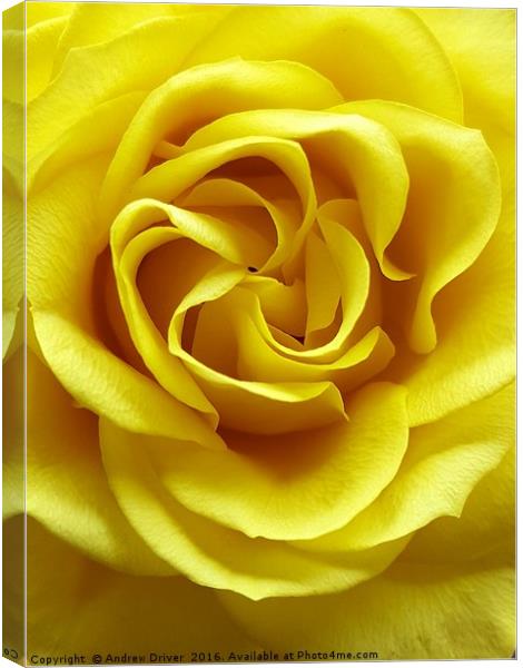 Mellow Yellow  Canvas Print by Andrew Driver