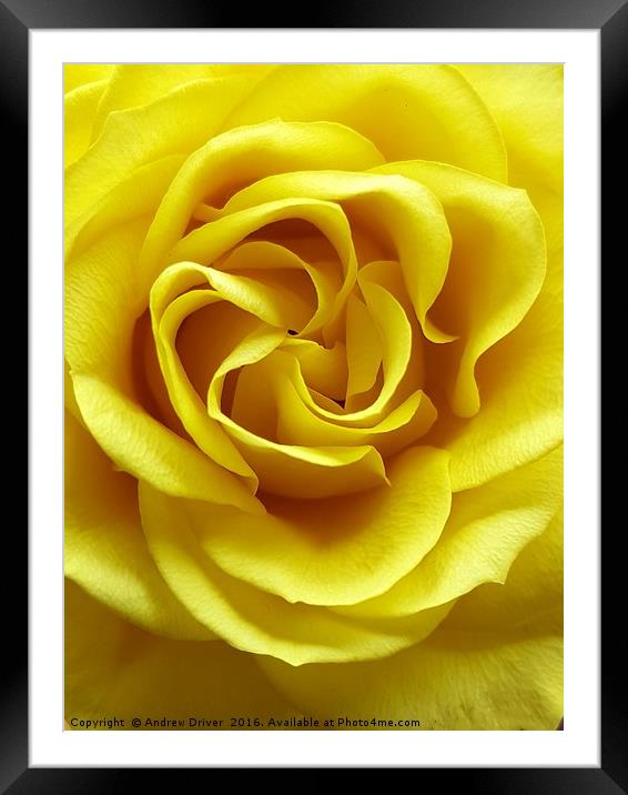 Mellow Yellow  Framed Mounted Print by Andrew Driver