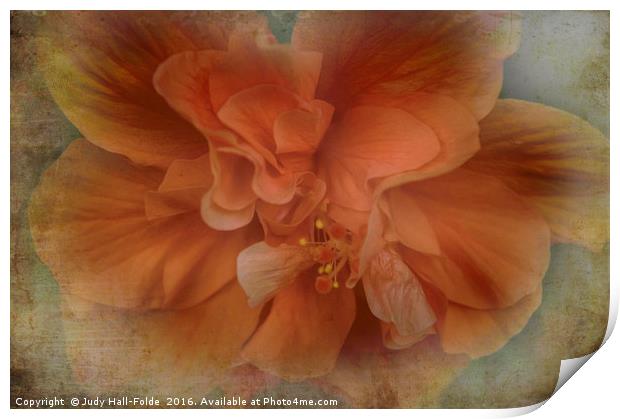 Shades of Orange Print by Judy Hall-Folde
