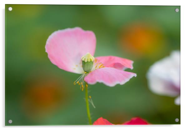 The Pink Poppy Acrylic by Satyajeet Sahu