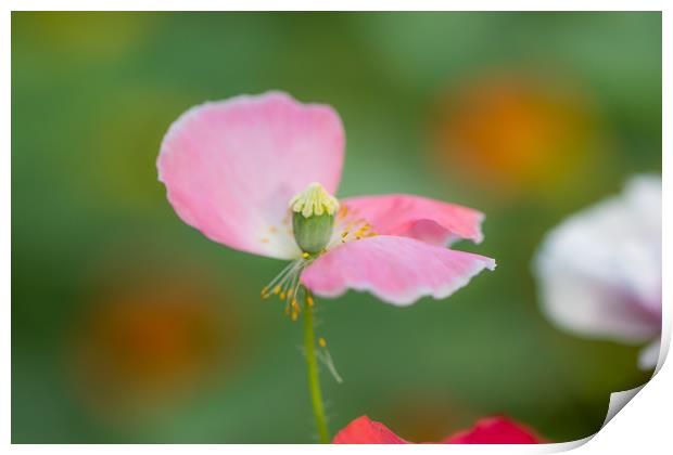 The Pink Poppy Print by Satyajeet Sahu