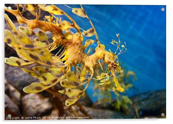 Leafy Sea Dragon, Phycodurus eques. Acrylic by Jamie Pham