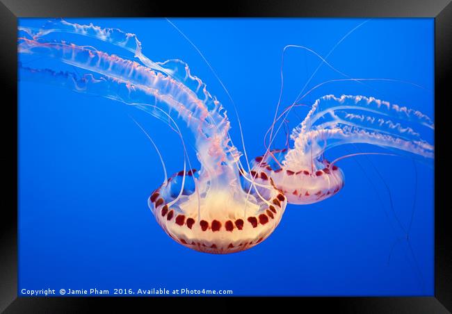 Large jellyfish, Atlantic Sea Nettle Framed Print by Jamie Pham