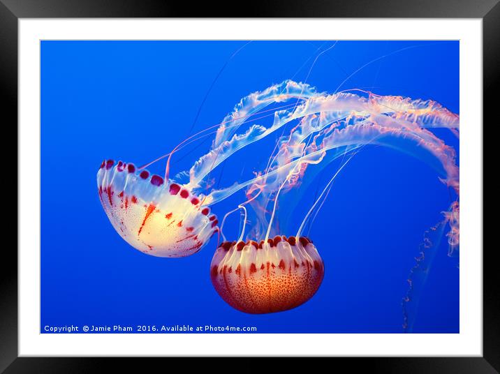 Large jellyfish, Atlantic Sea Nettle Framed Mounted Print by Jamie Pham