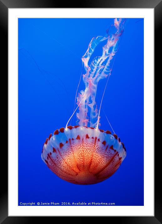 Large jellyfish, Atlantic Sea Nettle  Framed Mounted Print by Jamie Pham