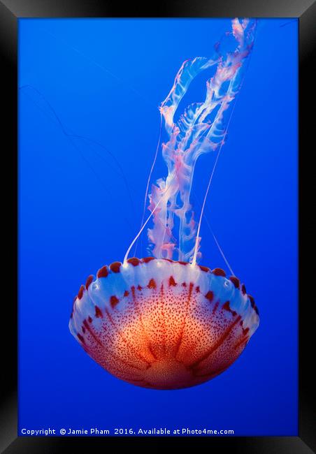 Large jellyfish, Atlantic Sea Nettle  Framed Print by Jamie Pham