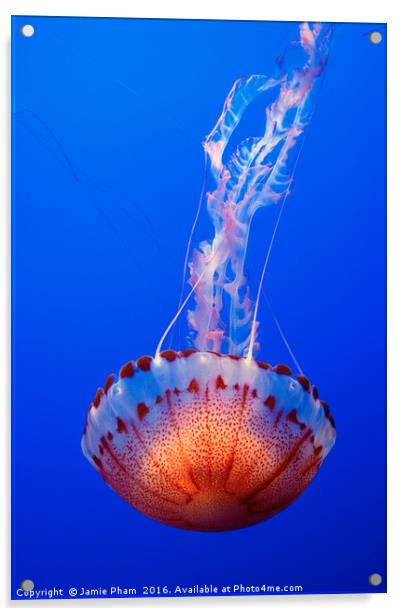 Large jellyfish, Atlantic Sea Nettle  Acrylic by Jamie Pham
