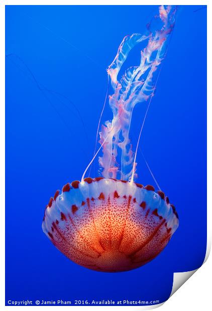 Large jellyfish, Atlantic Sea Nettle  Print by Jamie Pham