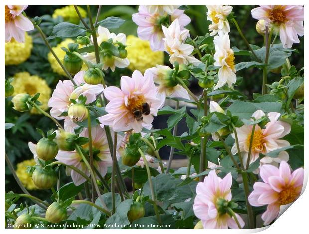 Two Bees on Dahlia Print by Stephen Cocking