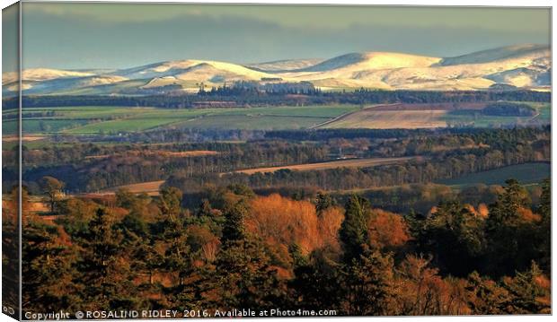 "EVENING LIGHT ON THE SNOW TOPPED CHEVIOTS" Canvas Print by ROS RIDLEY