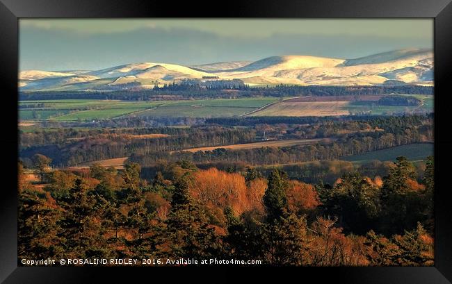 "EVENING LIGHT ON THE SNOW TOPPED CHEVIOTS" Framed Print by ROS RIDLEY