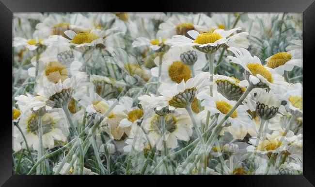 daisy delirium Framed Print by Heather Newton
