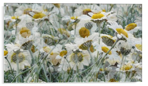 daisy delirium Acrylic by Heather Newton