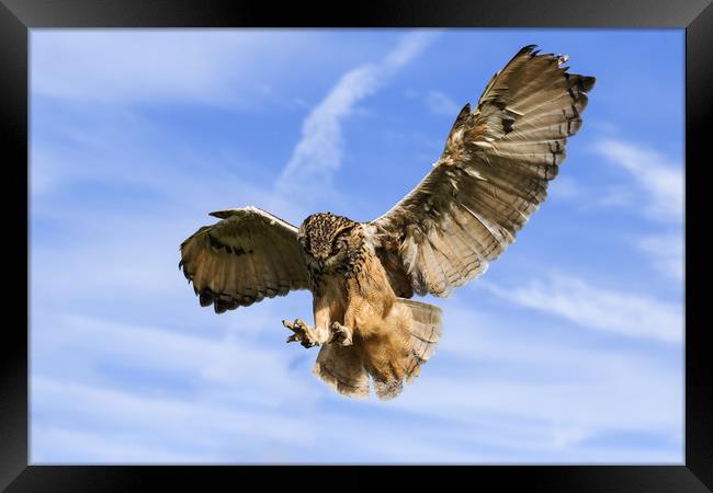 Bengal Eagle Owl about to pounce Framed Print by Ian Duffield