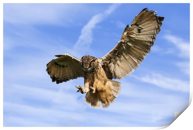 Bengal Eagle Owl about to pounce Print by Ian Duffield