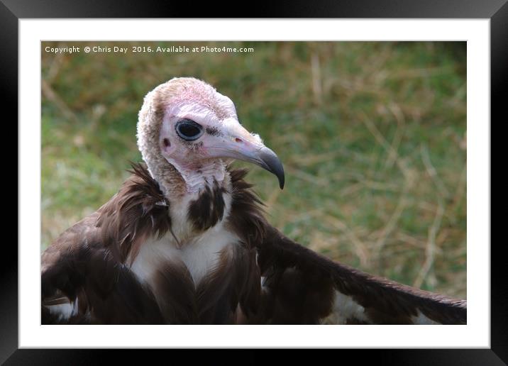African Hooded Vulture Framed Mounted Print by Chris Day