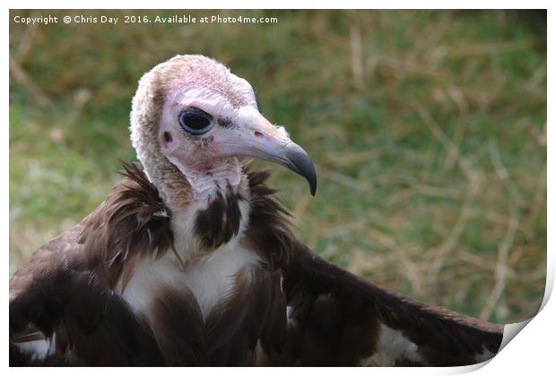 African Hooded Vulture Print by Chris Day