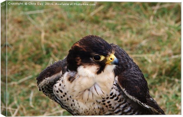 Peregrine Falcon Canvas Print by Chris Day