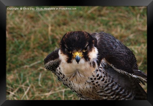 Peregrine Falcon Framed Print by Chris Day