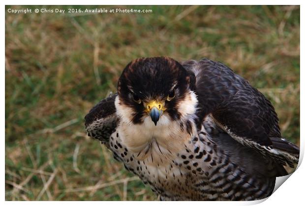 Peregrine Falcon Print by Chris Day