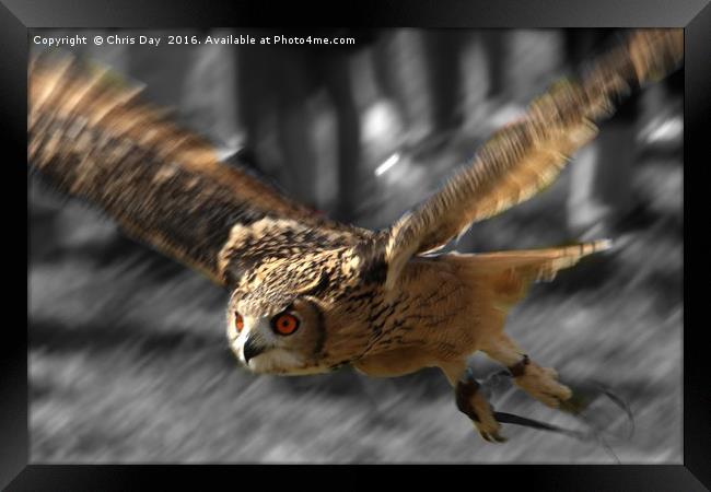 Eagle Owl Framed Print by Chris Day