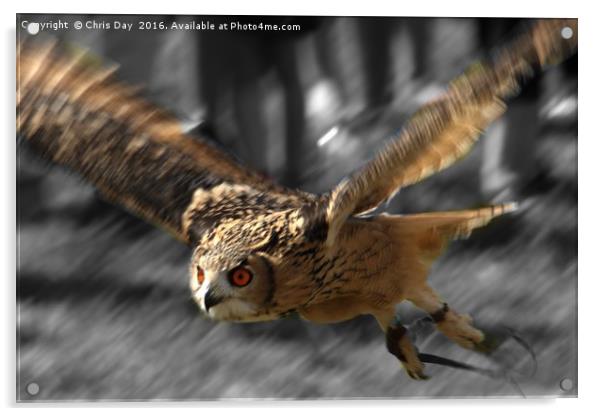Eagle Owl Acrylic by Chris Day