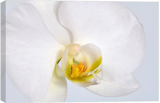 ORCHID I Canvas Print by Chris Harris