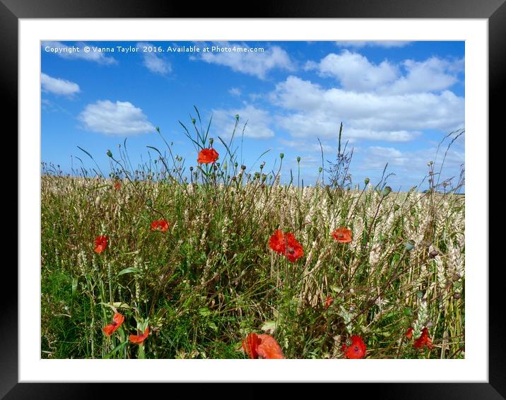 Poppies on The Hill Framed Mounted Print by Vanna Taylor