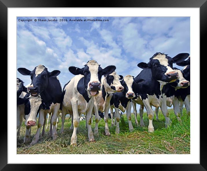 Cows  Framed Mounted Print by Shaun Jacobs