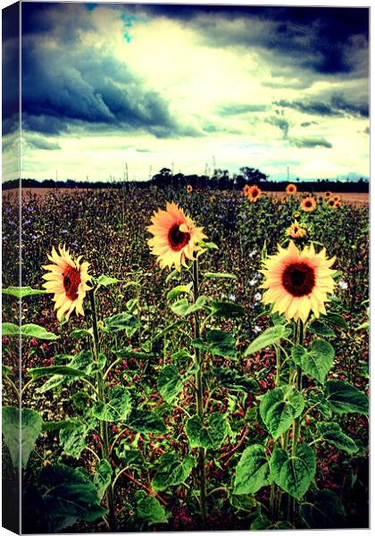 Sunflower Field Canvas Print by Simon Gladwin
